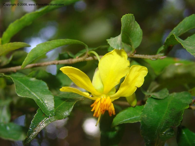 Ochna gomphostigma--So.Africa. Mpumal. Moodie Mts.  18 Mch 05. 296.jpg