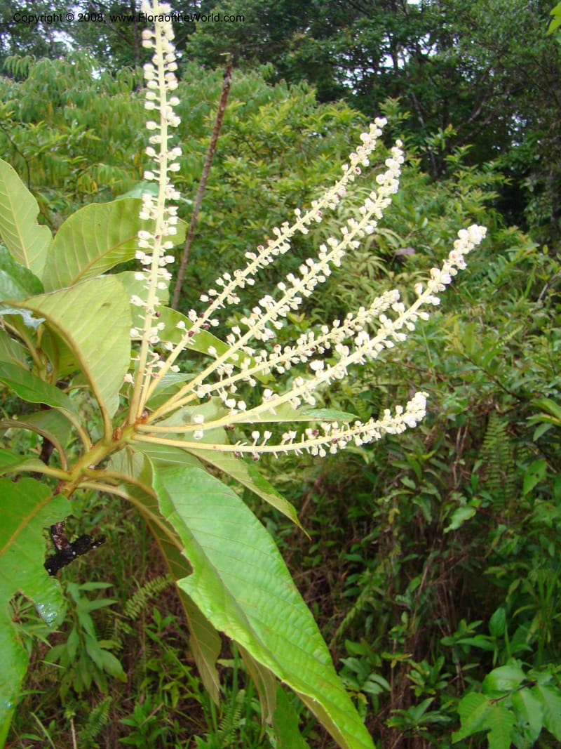 Clethra mexicana, RAguilar11192--Costa Rica. Puntar. Osa. Los Mogos. 17 Apr 08. 439.jpg