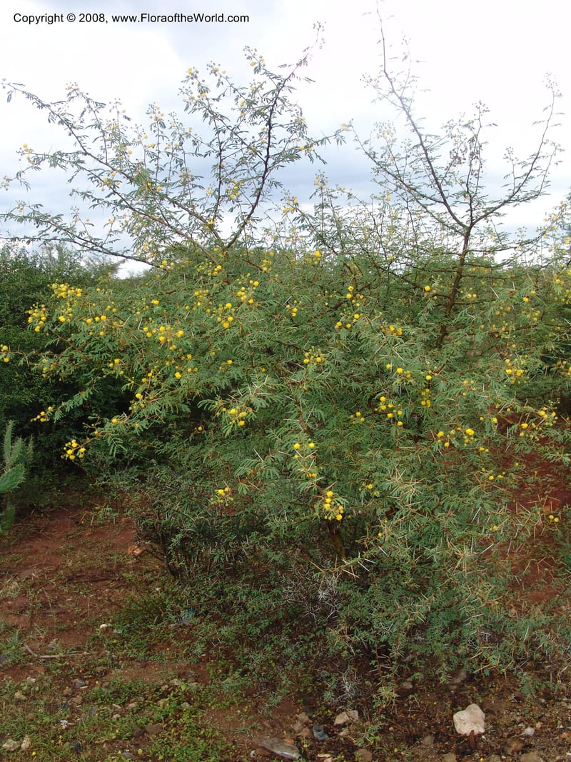 Acacia farnesiana--Madagascar. Prov. Toliar. Rd to Barenty. 20 Jan 06. 147.jpg