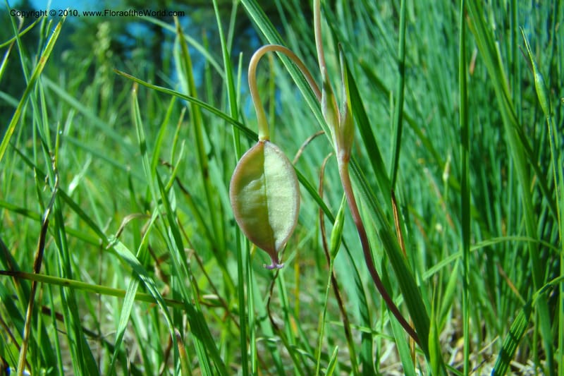 Calochortus elegans, C. Davidson 11376--Idaho. Idaho Co. Salmon River. Polly Bemis Ranch. 27 May 2009. 020.jpg