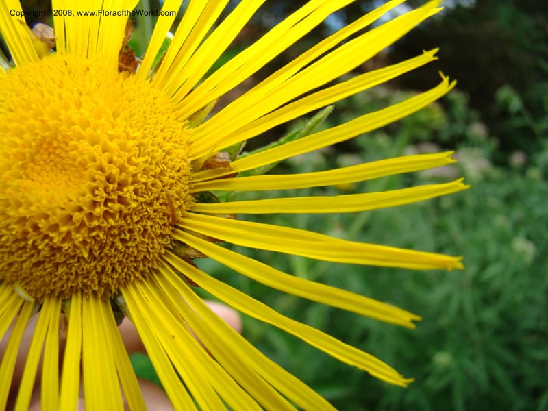 Inula magnifica--Slovenia. Ljubljana. University Botanical Garden. 7 Jul 08. 113.jpg