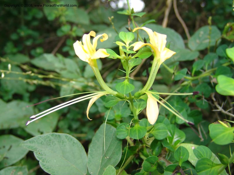 Barleria rotundifolia--So. Africa. Lowveld Nat. Bot. Gard. 14 Mch 05. 223.jpg
