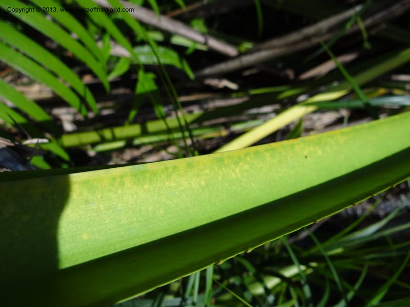 Pandanus kamiae, Callmander, M 1021--Sabah. Klias Forest Reserve. 3 Apr 2012. DSC06489 (107).JPG