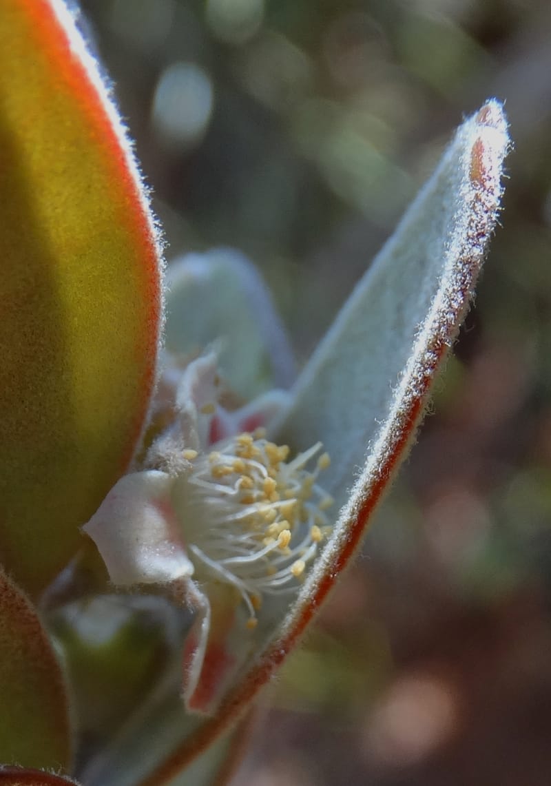 Gossia alaternoides, Callmander, M 1273--New Caledonia. PinPin. 20 Nov 2015. DSC03938 (367).JPG