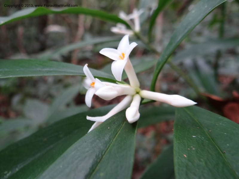Daphne sureil, VC 5470--Thailand. Chiang Mai. Doi Suthep Pui N. P. 7 Nov 2012. (126).JPG