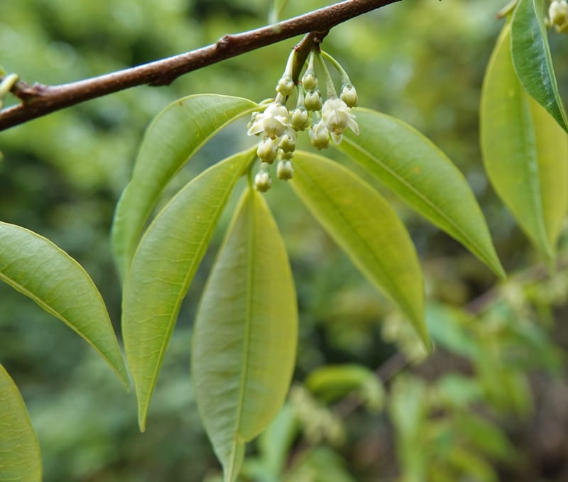 Erythroxylum sinense, D. Boufford 44093--China. Yunnan. Xia Jin Chang village. 29 Apr 2018. DSC00078 (23).JPG