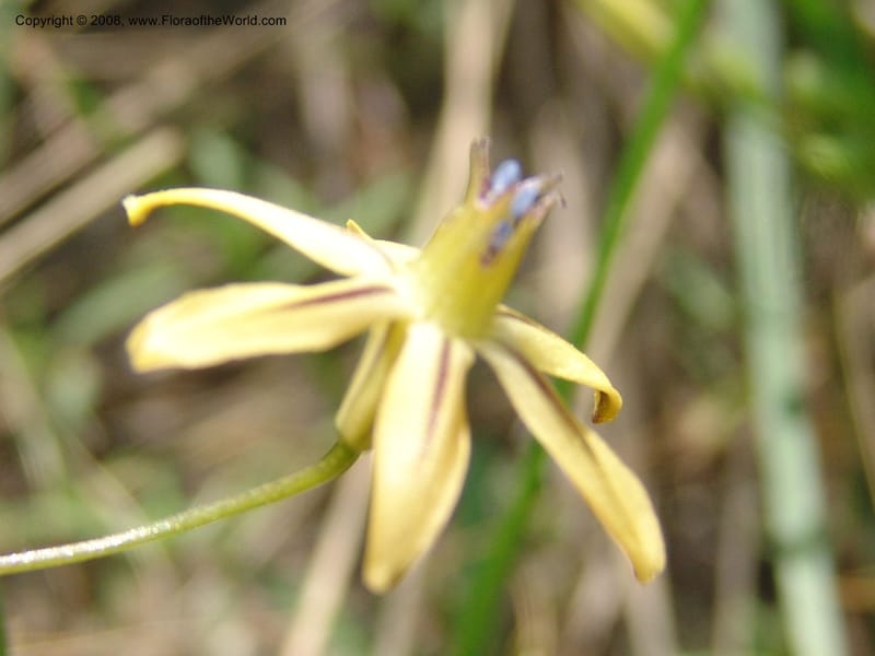 Triteleia  ixioides ssp anilina, CDavidson10913--CA.  Yosemite Nat. Pk. Glacier Pt Rd.  27 Jun 06. 154.jpg