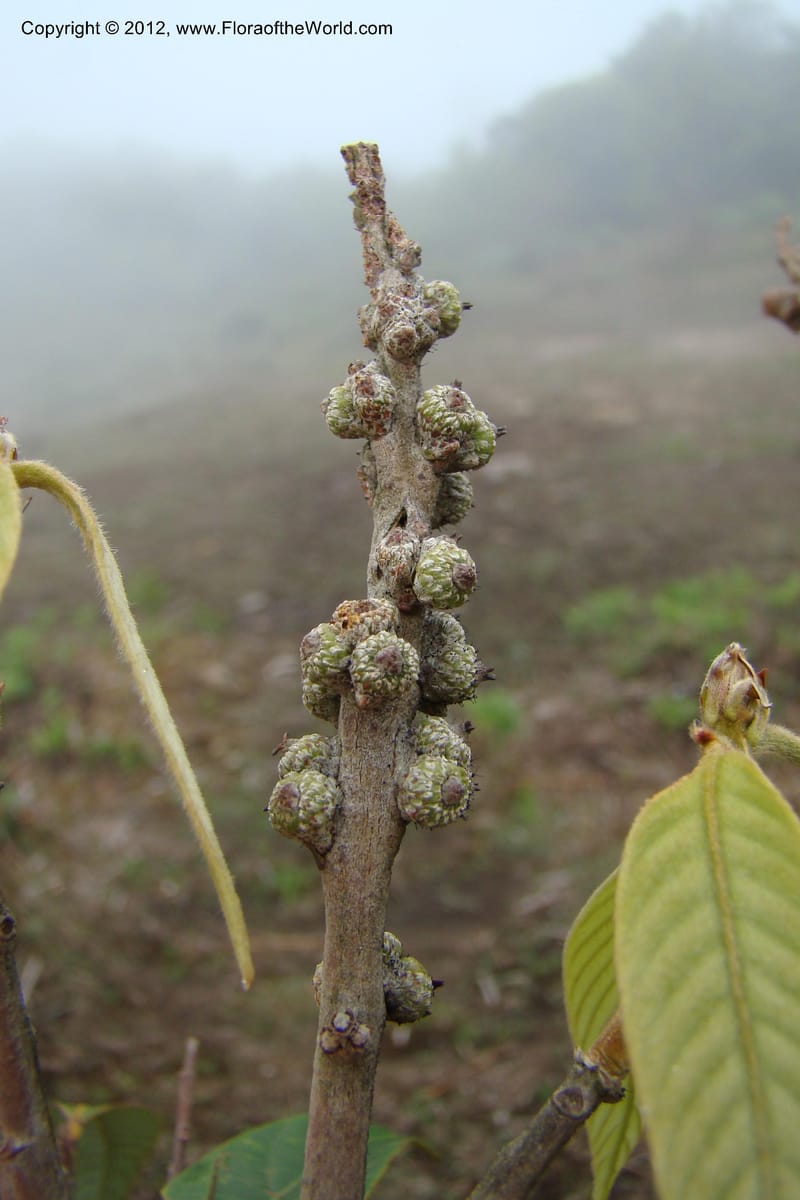Lithocarpus, Regalado 1648--Viet Nam. Lao Cai Prov. Sa Pa Distr. Hoang Lien Son. 6 Apr 09. 298 (5).jpg