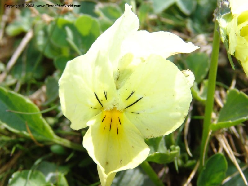 Viola oreades--Georgia. Vic. of Tskhrats'karo Pass. 7 Jun 05. 164.jpg