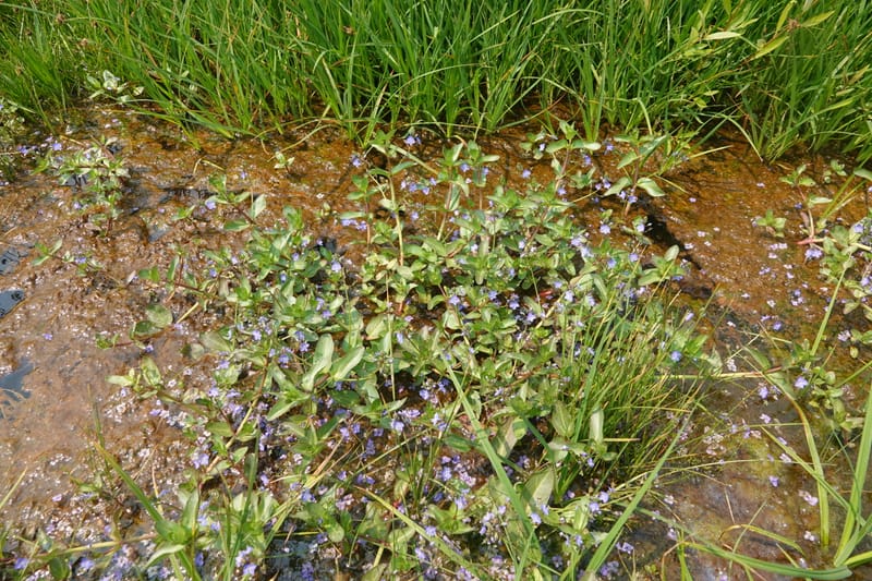 Veronica americana, Davidson 14266--OR. Harney Co. Steens Mtn. July 2021. DSC09986 (9).JPG