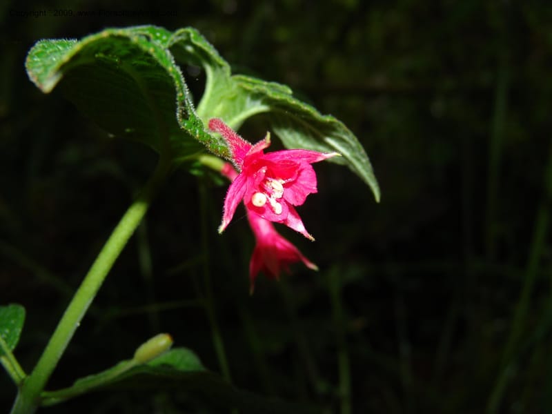 Fuchsia, Croat94367--Ecuador. Prov. Pichincha. Reserva Bellavista. 9 Feb 05. 173.jpg