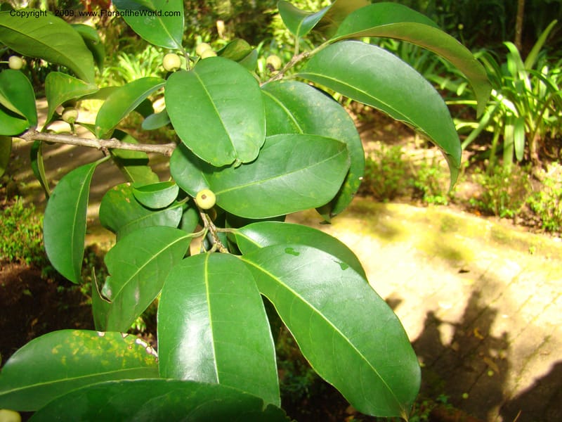 Ilex, WDStevens27281--Nicaragua. Matagalpa. Hotel Selva Negra. 16 Jun 08. 044.jpg