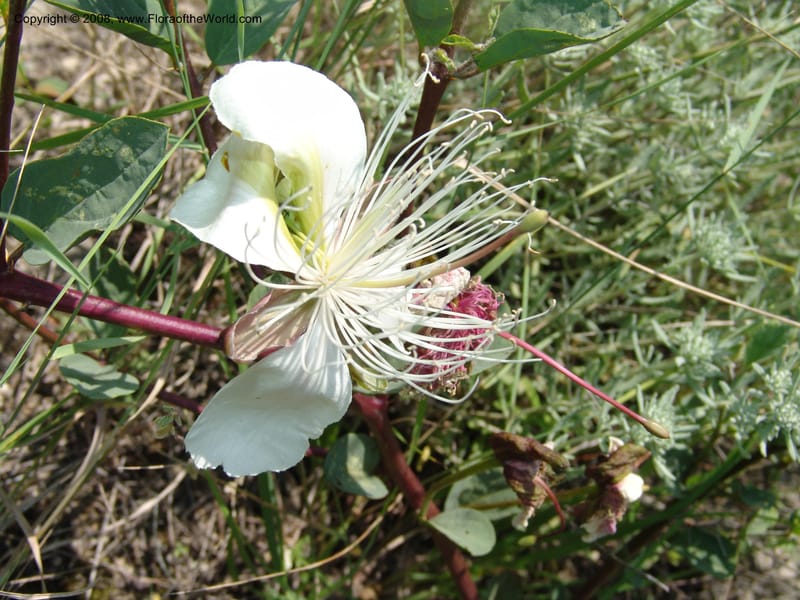 Capparis herbacea--Georgia. Shio Mgvime Monastery road. 12 Jun 05. 183.jpg