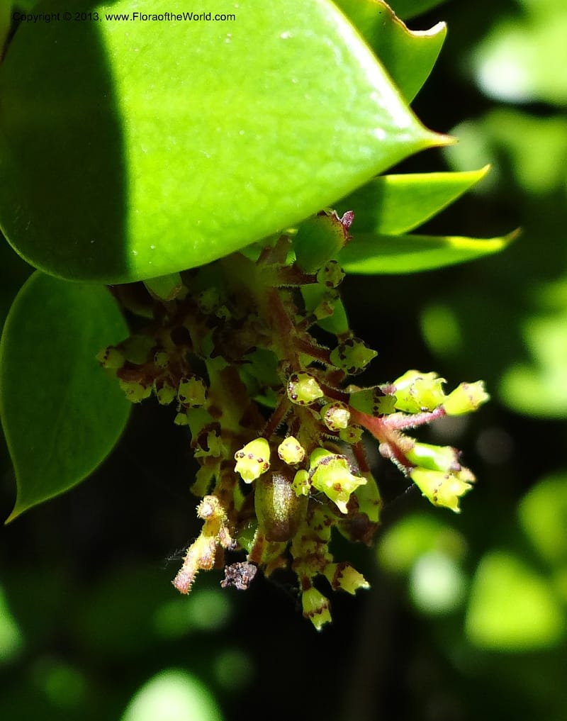 Griselinia scandens, WDS 34067--Chile. Reserva Tanume. 14 Feb 2013. DSC00747 (117).JPG
