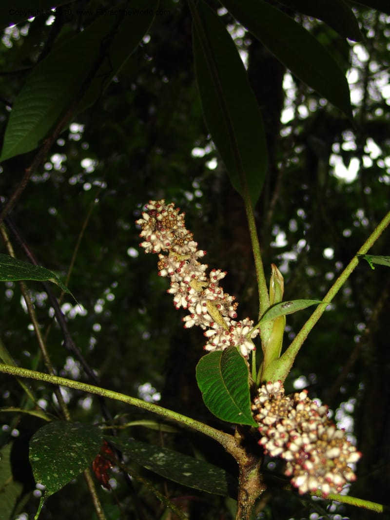 Schefflera lasiogyne, Croat 95708--Ecuador. Maquipucuna Biol. Res. Send. Princip. 11 Mar 06. 046 (6).jpg