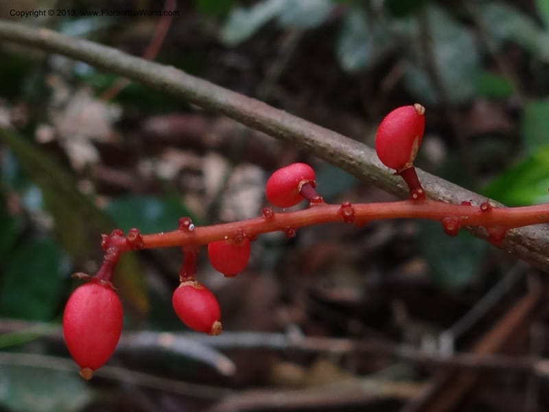 Lepisanthes, Buerki 339--Malaysia, Sabah. Kebun Cina. 12 Apr 2012. DSC08489 (7).JPG