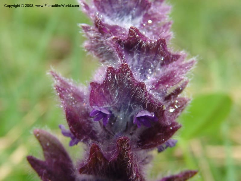 Ajuga orientalis--Georgia. Kazbeki . Trail-road to Sameba Church. 2 Jun 05. 302.jpg
