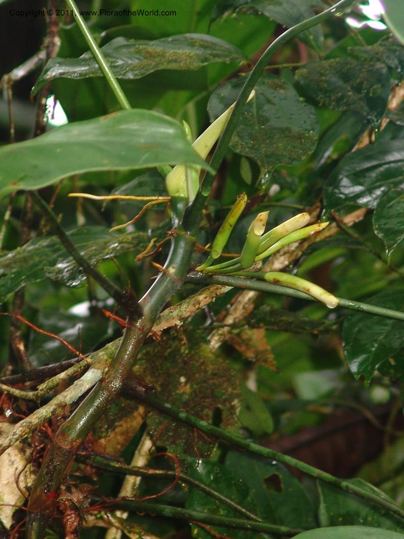 Philodendron deltoideum, RVasquez 31576--Peru. Prov.  Oxa. Estac. Paujil. Camino  Pozo Tigre. 17 Oct 06. 203 (7).jpg