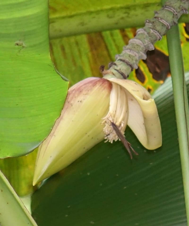 Musa formosana, Chung Kuo-Fang 3351--Taiwan. Wulai Distr. Wulai village. Hsing Hsian Trail. 19 May 2016. DSC03046 (135).JPG