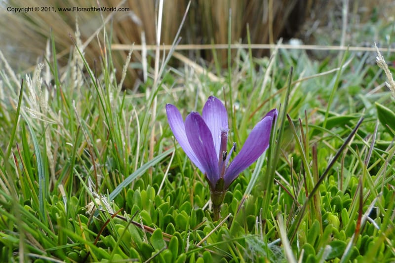 Gentianella, Ulloa 2012--Ecuador. Napo. Volcan Antesana. 2 Jun 2011. 129 (1).jpg