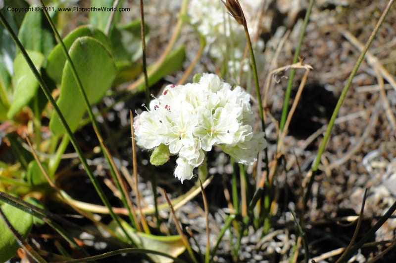 Eriogonum pyrolaefolium var. coyphaeum, Davidson, C 11893--ID. Valley Co. Lick Creek Rd. 12 Aug 2011. 001 (6).jpg