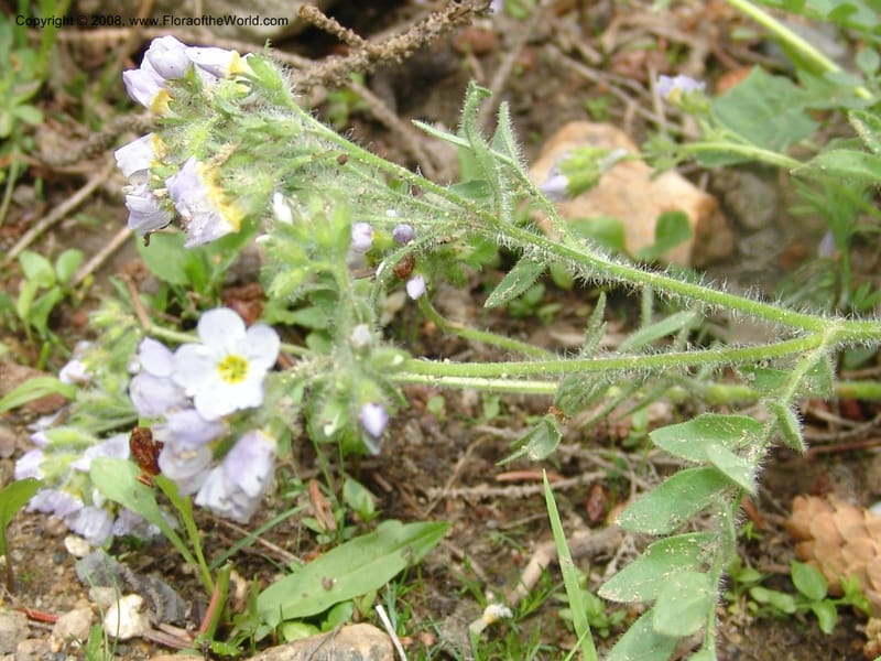 Polemonium pulcherrimum, CDavidson10944--ID. Adams Co. Brundage Mtn Rd. past ski lodge jct. 5 Jul 06. 044.jpg