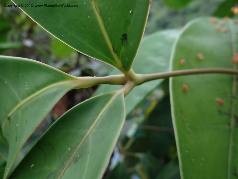 Schefflera, S.98862--Malaysia, Sarawak. Gunong Tai Ton. 27 Mar 2012. DSC05734 (30).JPG