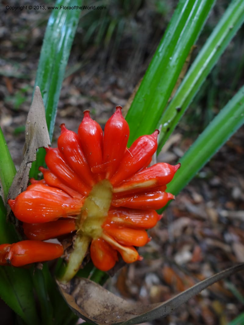 Pandanus platystigma, Callmander 1001--Sarawak.. Bot. Res. Center, Semengoh. 26 Mar 2012. DSC05403 (30).JPG