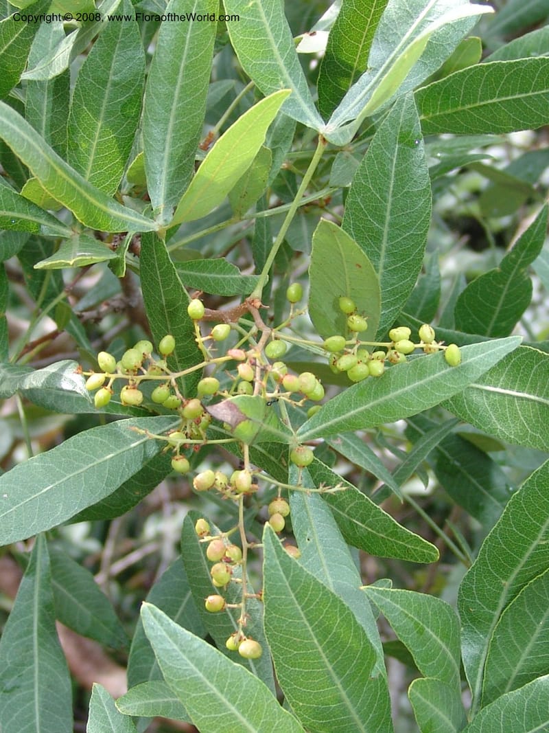 Rhus megalismontana ssp coddii--So.Africa. Lowveld Nat. Bot. Gard. 14 Mch 05. 166.jpg