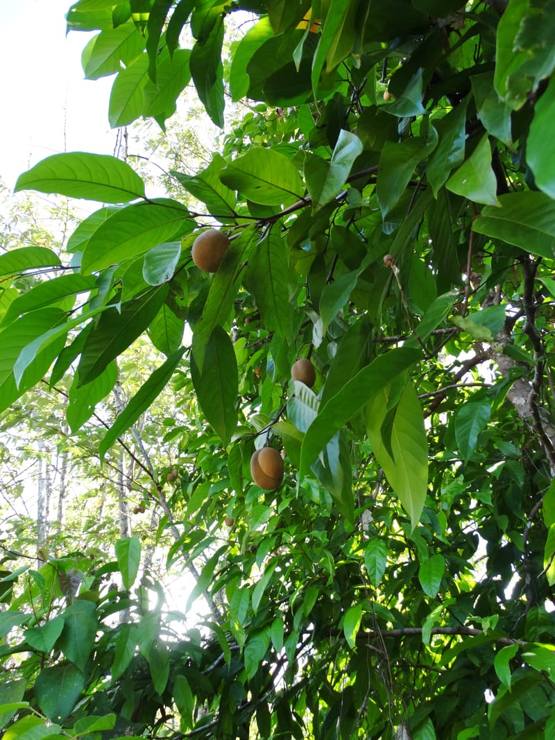 Atuna racemosa, Munzinger, J 7370--Fiji. Wailevu Rd. 6 Nov 2015. FDSC09813 (18).JPG