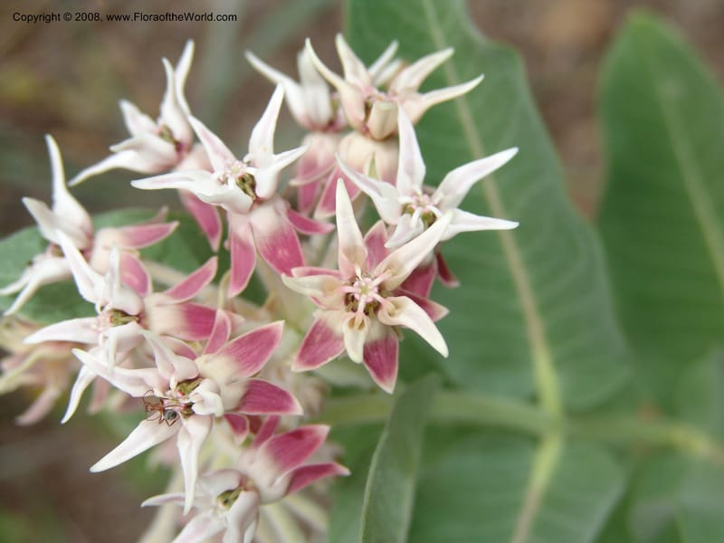 Asclepias speciosa--CA. McConnell Arboretum, Redding. 4 Jun 07. 173.jpg