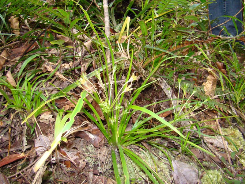 Campynemanthe, JMunzinger4843--New Caledonia. Plateau de Dogny. 19 Nov 07. 147.jpg