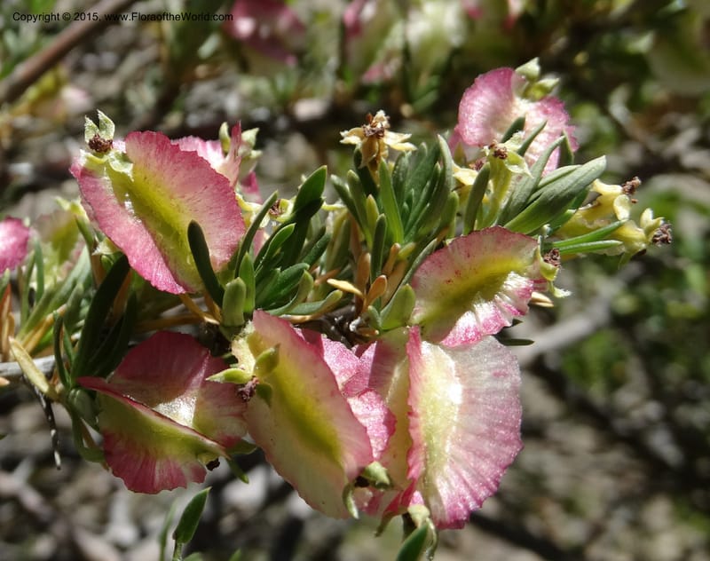 Tetraglochin alatum, Davidson, C 12788--Chile. Ruta 115, to Laguna del Maule. 24 Nov 2014. DSC07486 (286).JPG