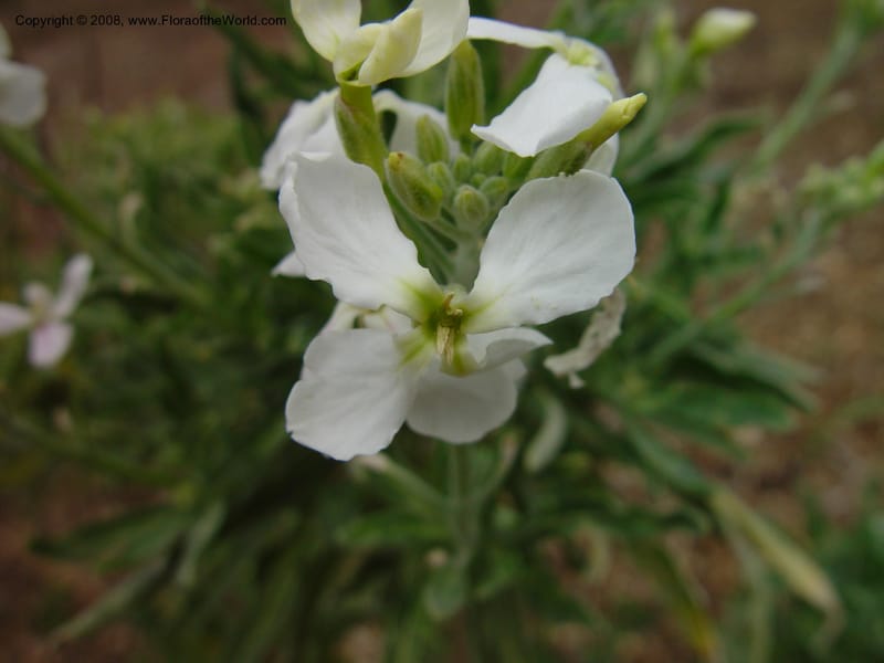 Matthiola tricuspidata, 92.0031--CA. UC Berkeley Bot. Gard. 11 Feb 03. 093.jpg