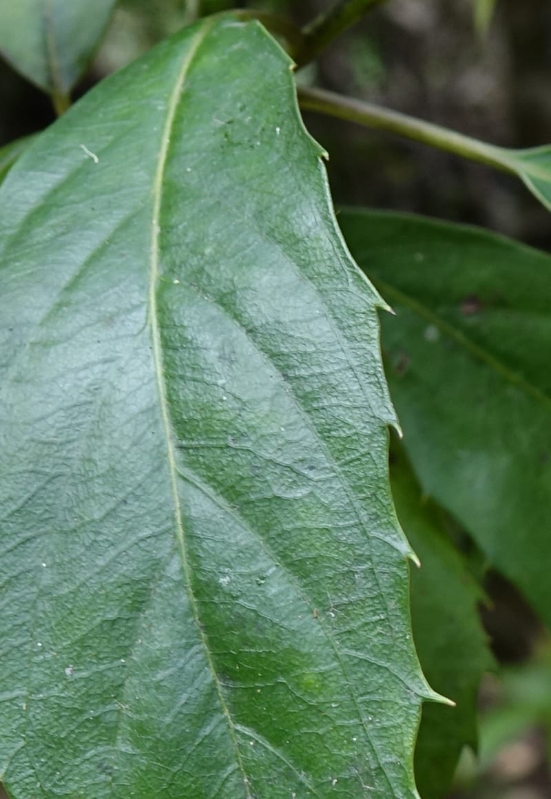 Cuttsia viburnea, Davidson, C 13348--Australia. Qld. Austinville Rd. Stop 4. 17 Oct 2016. DSC02986 (30).JPG