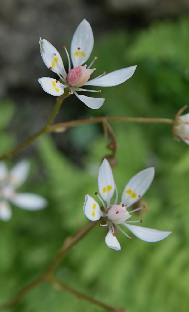 Saxifraga stellaris, Davidson, C 13213--Switzerland. Chuenxentennlen. Grimsel Pass rd. 30 Jun 2016. DSC06756 (22).JPG