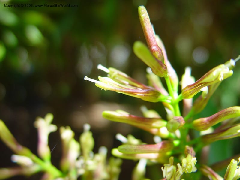 Dracaena reflexa--FL. Fairchild Tropical  Gard. 6 Apr 03. 160.jpg