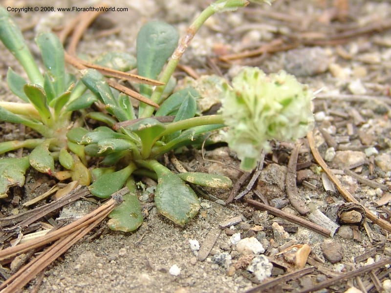 Cistanthe umbellata, CDavidson11101--ID. Valley Co. Top of Brundage Mtn.. 15 Jul 07. 016.jpg