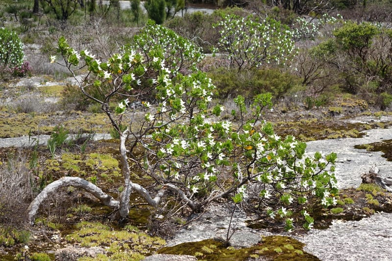 Anthocercis viscosa, Davidson, C 13498--Australia. W. A. Two People's Bay Nat. Res. 29 Oct 2016. DSC06475 (74).JPG