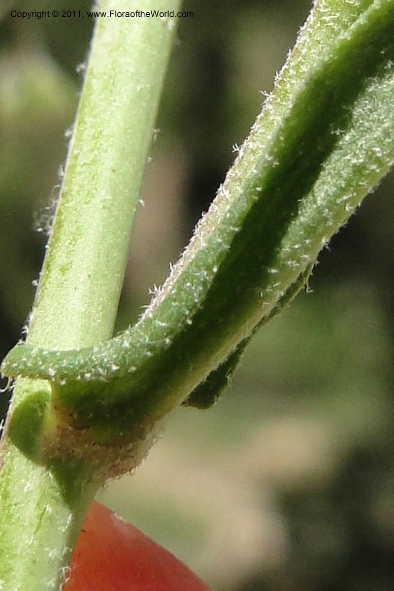 Boechera retrofracta, Davidson 11837--Idaho. Boise Co. Grimes Creek Rd. 28 June 2011. 072.jpg