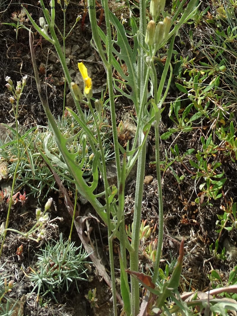 Crepis atribarba, Davidson, C 12597--ID. Idaho Co. Seven Devils Camp Ground. 15 Jul 2014. DSC00113 (288).JPG