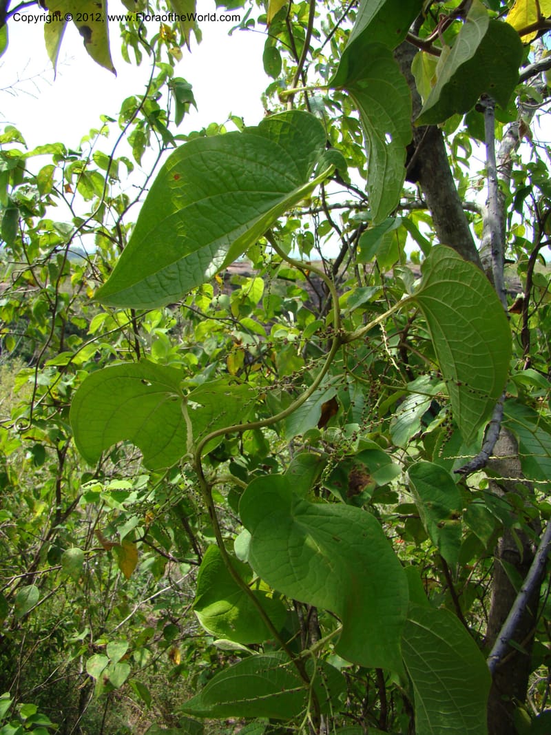 Dioscorea, N. Martinez M. 2431--MX. Chiapas. Jiquipilas. Cerro el Campanario. 14 Sep 08. 193 (11).jpg