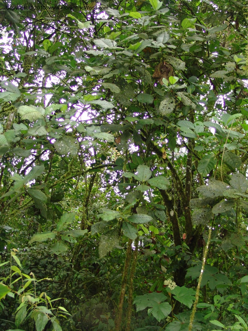 Siparuna aspera, Croat 95735--Ecuador. Maquipucuna Biol. Res. Send. Princip. 11 Mar 06. 260 (9).jpg