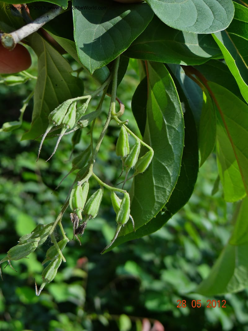 Pterostyrax corymbosus, Li Pan 1205274--China, Zhejiang, Shunxi, 28 May 2012 142 (11).JPG