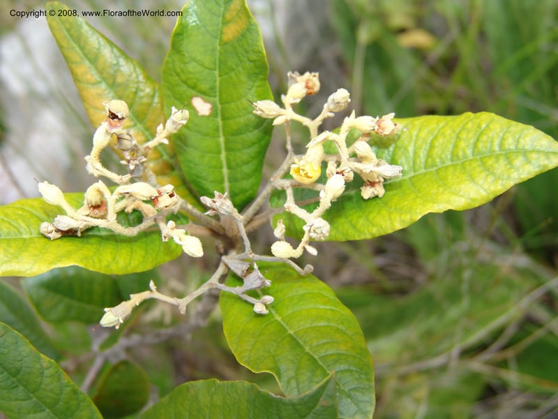 Anastrabe integerrima--So.Africa. E. Cape. Umtamvuna Nat. Res. 11 Mch 05. 077.jpg