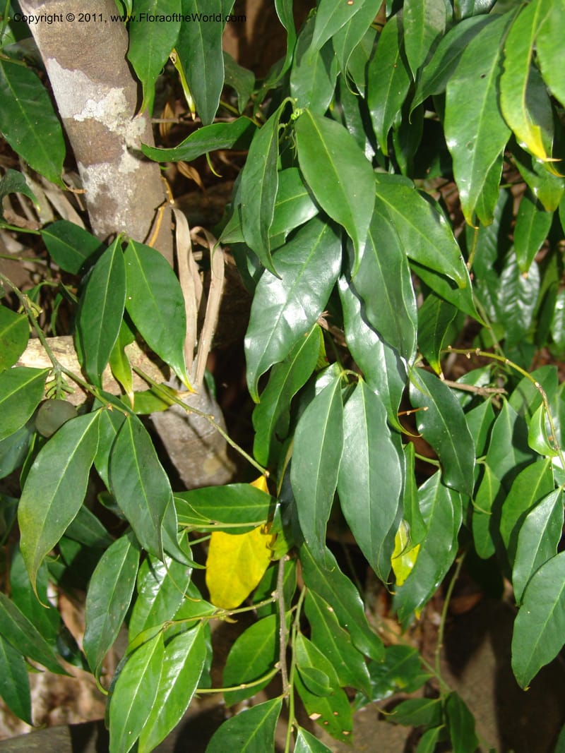 Physena madagascariensis, ZRogers1175--Madag. Antsir. Nosy Be. Lokobe Forest. 15 Nov 06. 089.jpg