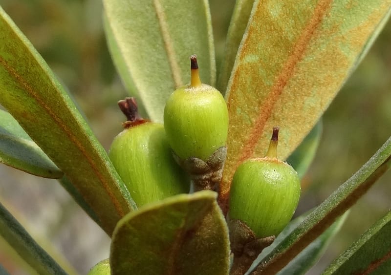 Pleioluma crebrifolia, Munzinger, J 7452--New Caledonia. Tiebaghi. 17 Nov 2015. DSC03437 (84).JPG