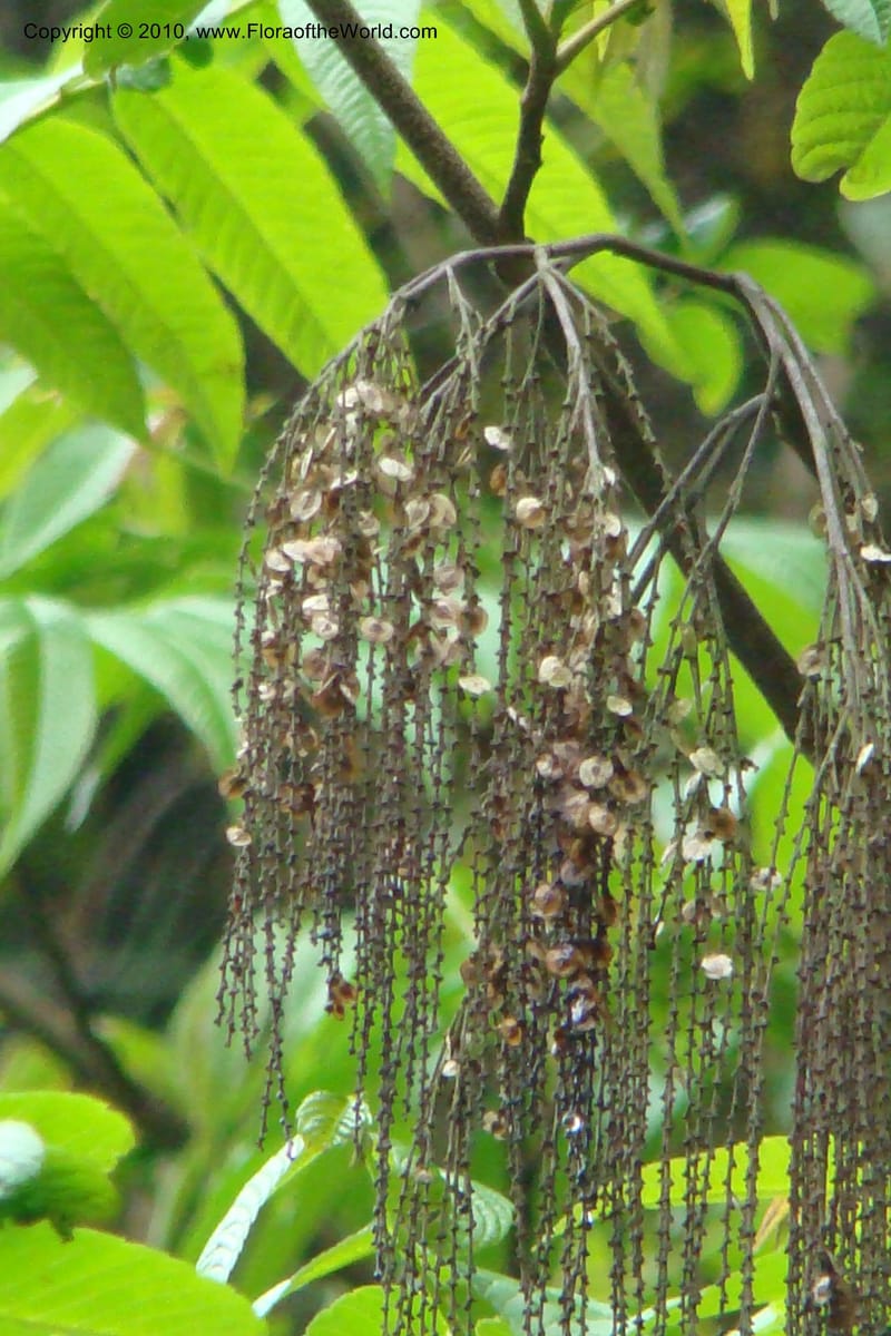 Rhoiptelea chiliantha, Regalado 1624--Viet Nam. Lao Cai Prov. Sa Pa Distr. Thac Bac. 5 Apr 09 030.jpg