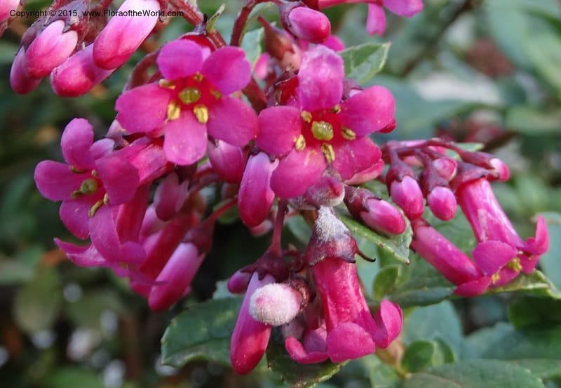 Escallonia callcottiae, Ricci, M --Chile. Juan Fernandez. SJB. 21 Feb 2015. DSC08963 (94).JPG