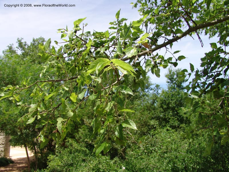 Celtis laevigata--TX. Johnson Wildflower Center. 13 Jun 04. 003.jpg